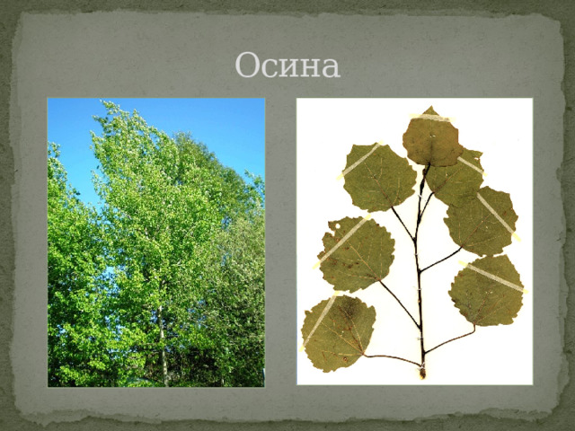 Осина 