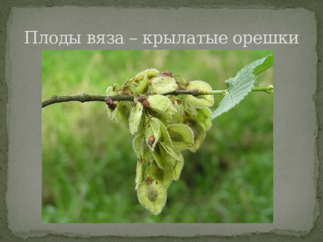 Плоды вяза – крылатые орешки 