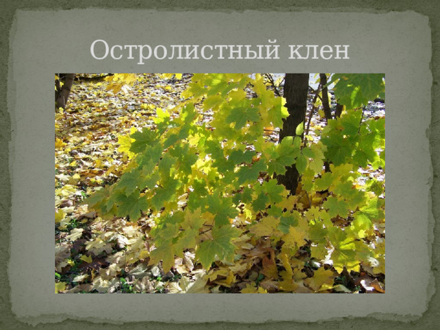 Остролистный клен 