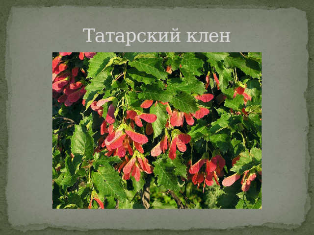Татарский клен 