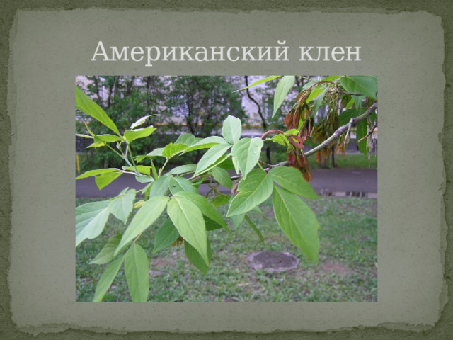 Американский клен 
