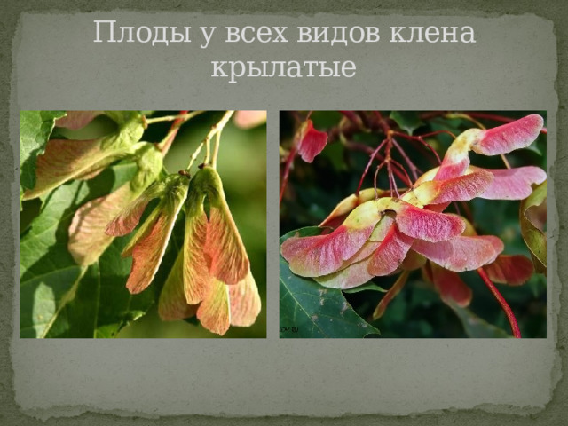 Плоды у всех видов клена крылатые 