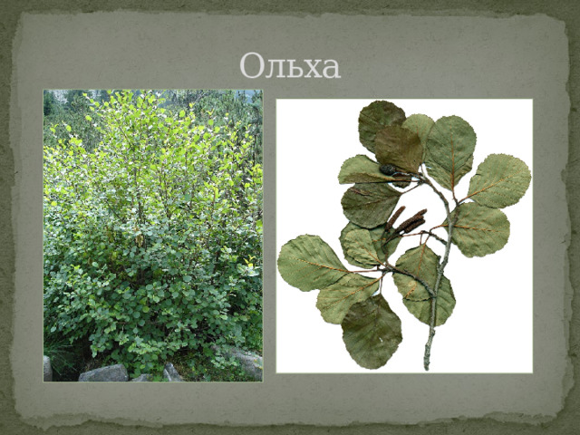 Ольха 