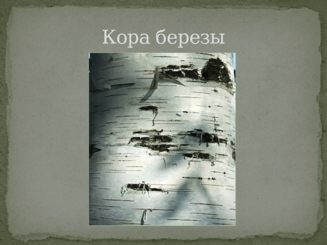 Кора березы 