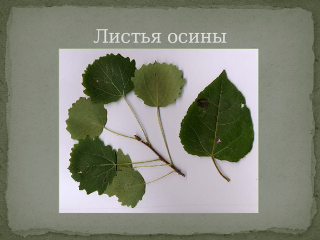 Листья осины 