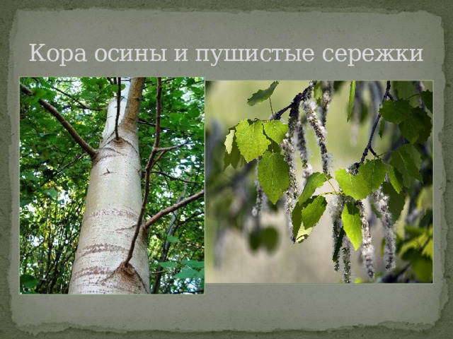 Кора осины и пушистые сережки 