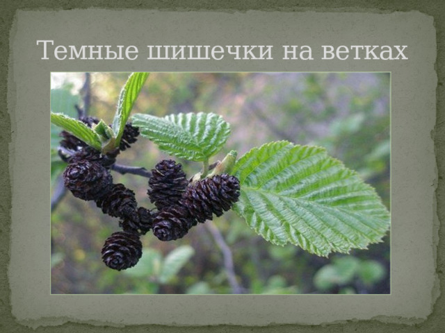 Темные шишечки на ветках 