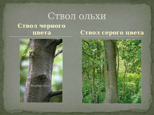 Ствол ольхи Ствол черного цвета Ствол серого цвета 