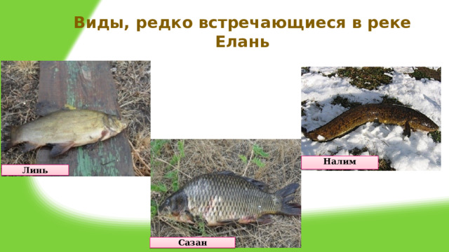Виды, редко встречающиеся в реке Елань Налим Линь Сазан 