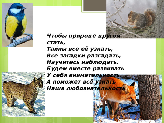 Чтобы природе другом стать, Тайны все её узнать, Все загадки разгадать, Научитесь наблюдать. Будем вместе развивать У себя внимательность, А поможет всё узнать Наша любознательность  
