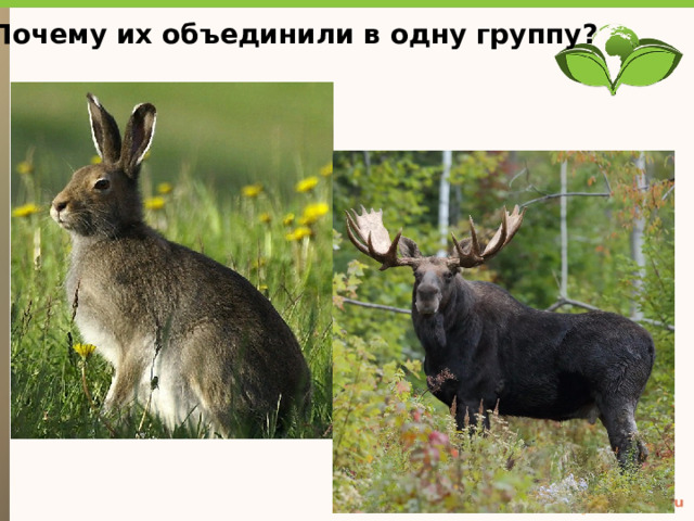Почему их объединили в одну группу? Текст слайда 