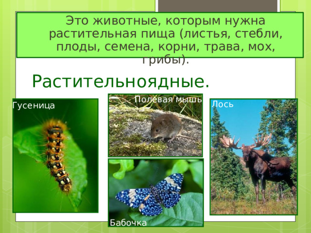  Это животные, которым нужна растительная пища (листья, стебли, плоды, семена, корни, трава, мох, грибы). Растительноядные. Полевая мышь Лось Гусеница Бабочка 