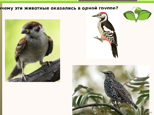 Почему эти животные оказались в одной группе? Текст слайда 