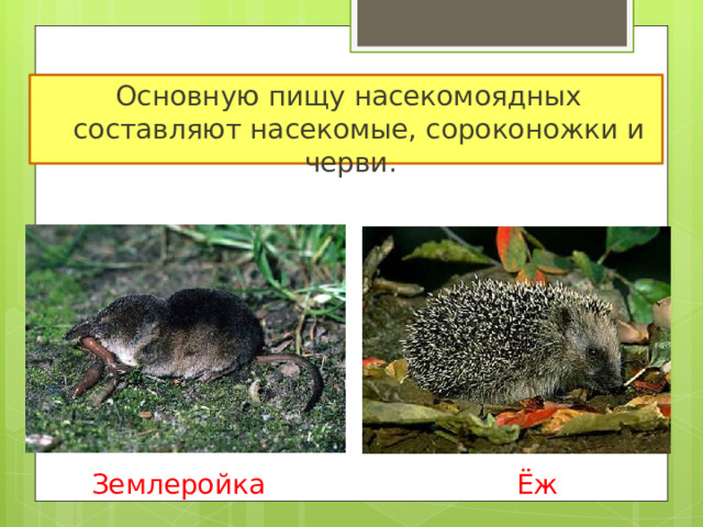 Основную пищу насекомоядных составляют насекомые, сороконожки и черви. Насекомоядные. Землеройка Ёж 