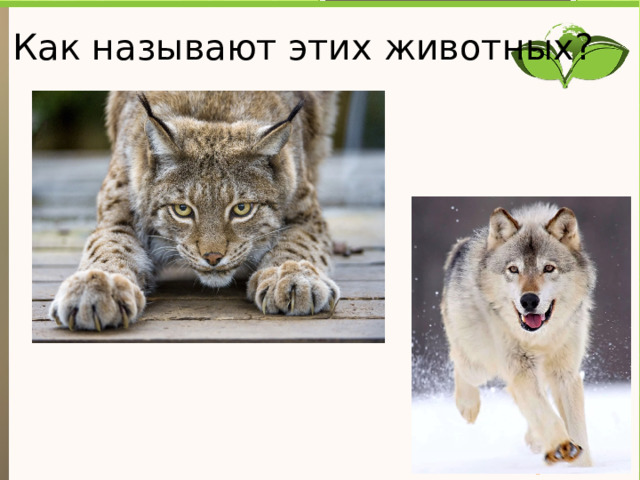 Как называют этих животных? Текст слайда 