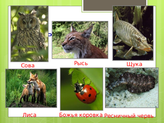 Хищные. Рысь Щука Сова Божья коровка Лиса Ресничный червь 