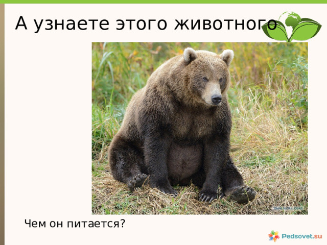 А узнаете этого животного Чем он питается? 