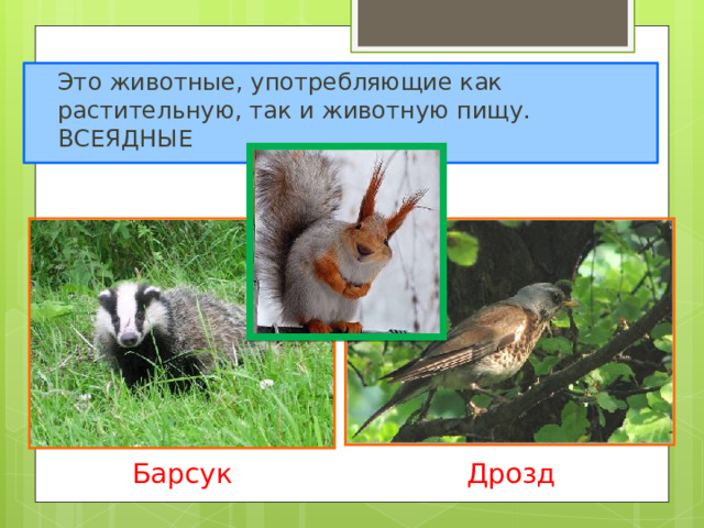  Это животные, употребляющие как растительную, так и животную пищу. ВСЕЯДНЫЕ Всеядные. Барсук  Дрозд  