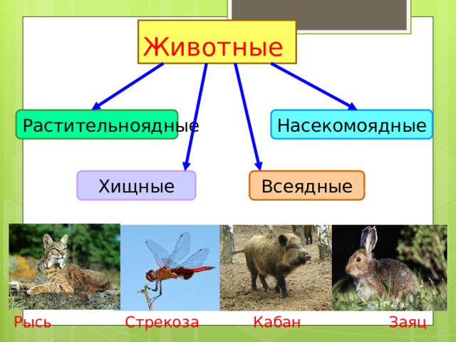 Животные Растительноядные Насекомоядные Хищные Всеядные Рысь Стрекоза Кабан Заяц 