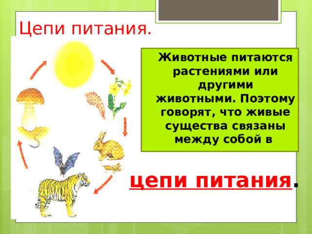 Цепи питания.  Животные питаются растениями или другими животными. Поэтому говорят, что живые существа связаны между собой в цепи питания . 