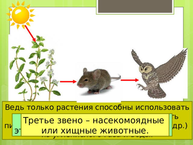 Ведь только растения способны использовать энергию Солнца, создавать, производить питательные вещества (сахар, крахмал и др.) из углекислого газа и воды.  Цепи питания начинаются с растения. Это первое звено. Второе звено цепи – Третье звено – насекомоядные это растительноядные животные. или хищные животные. 