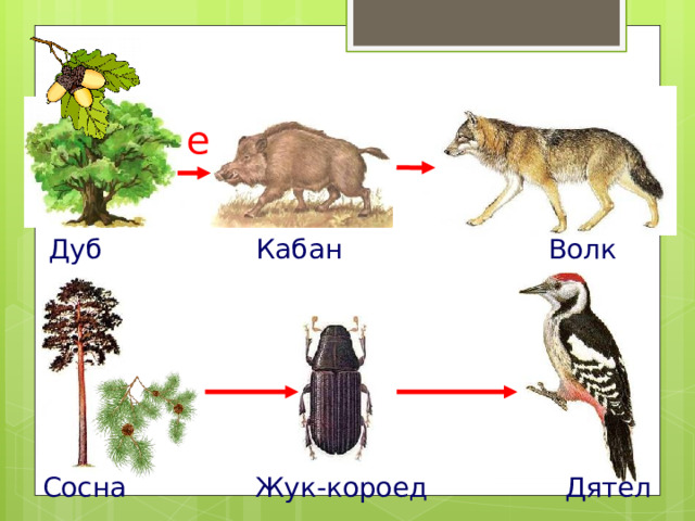 Проверка. Дуб Кабан Волк Сосна Жук-короед Дятел 