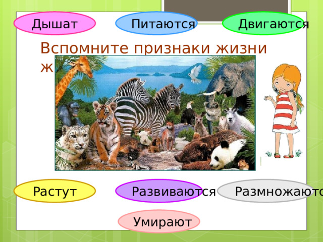Дышат Питаются Двигаются Вспомните признаки жизни животных. Развиваются Размножаются Растут Умирают 