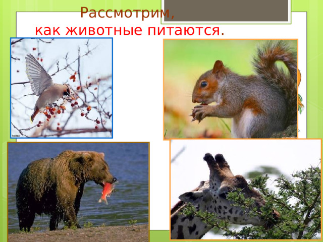 Рассмотрим, как животные питаются . 