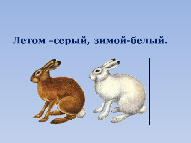 Летом –серый, зимой-белый. 
