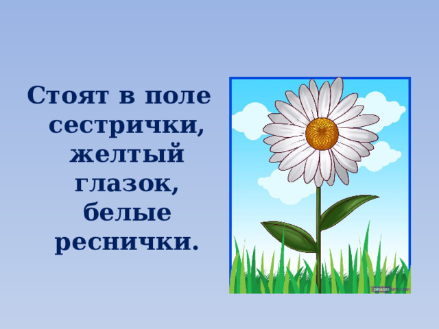 Стоят в поле сестрички, желтый глазок, белые реснички. 