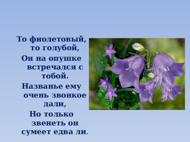 То фиолетовый, то голубой, Он на опушке встречался с тобой. Названье ему очень звонкое дали, Но только звенеть он сумеет едва ли . 