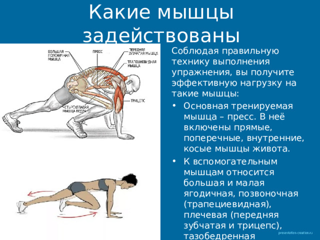 Какие мышцы задействованы Соблюдая правильную технику выполнения упражнения, вы получите эффективную нагрузку на такие мышцы: Основная тренируемая мышца – пресс. В неё включены прямые, поперечные, внутренние, косые мышцы живота. К вспомогательным мышцам относится большая и малая ягодичная, позвоночная (трапециевидная), плечевая (передняя зубчатая и трицепс), тазобедренная (четырехглавая) и грудная . 