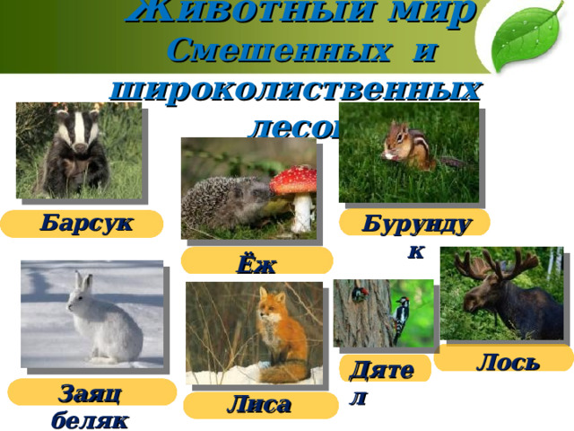   Животный мир  Смешенных и широколиственных  лесов   Барсук Бурундук Ёж Лось Дятел Заяц беляк Лиса 