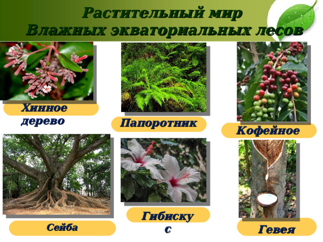 Растительный мир  Влажных экваториальных лесов Хинное дерево Папоротник Кофейное дерево Гибискус Сейба Гевея 