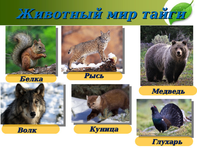 Животный мир тайги Рысь Белка Медведь Куница Волк Глухарь 