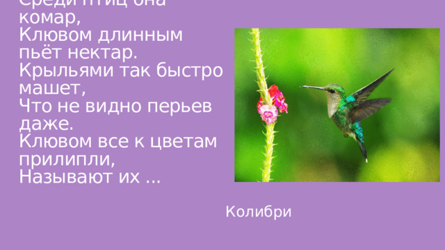 Среди птиц она комар,  Клювом длинным пьёт нектар.  Крыльями так быстро машет,  Что не видно перьев даже.  Клювом все к цветам прилипли,  Называют их ... Колибри 