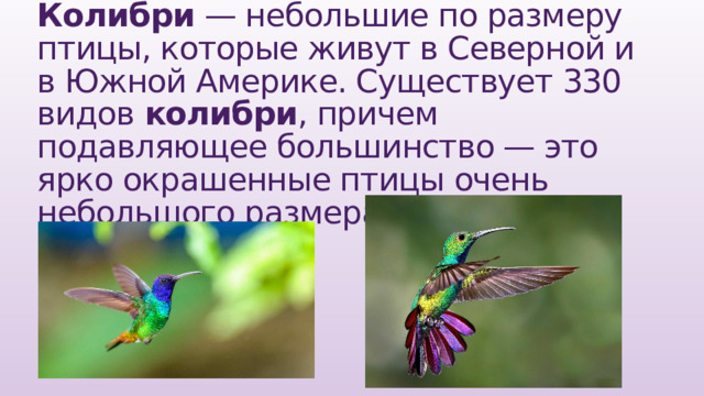 Колибри  — небольшие по размеру птицы, которые живут в Северной и в Южной Америке. Существует 330 видов  колибри , причем подавляющее большинство — это ярко окрашенные птицы очень небольшого размера . 