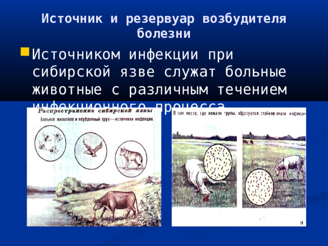 Источник и резервуар возбудителя болезни Источником инфекции при сибирской язве служат больные животные с различным течением инфекционного процесса . 