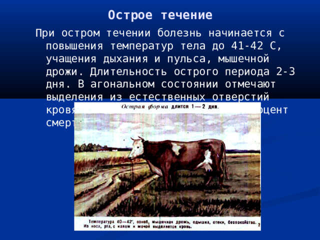 Острое течение При остром течении болезнь начинается с повышения температур тела до 41-42 С, учащения дыхания и пульса, мышечной дрожи. Длительность острого периода 2-3 дня. В агональном состоянии отмечают выделения из естественных отверстий кровянистой пенистой жидкости. Процент смертности доходит до 80. 