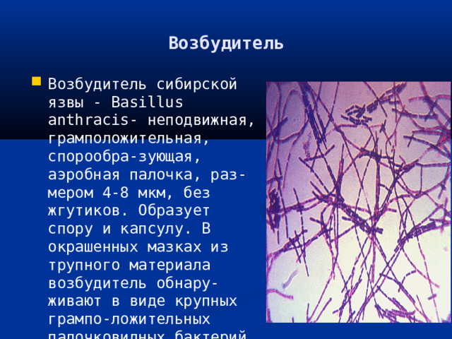 Возбудитель Возбудитель сибирской язвы - Basillus anthracis- неподвижная, грамположительная, спорообра-зующая, аэробная палочка, раз-мером 4-8 мкм, без жгутиков. Образует спору и капсулу. В окрашенных мазках из трупного материала возбудитель обнару-живают в виде крупных грампо-ложительных палочковидных бактерий, распологающихся одиночно, парами, короткими цепочками. 