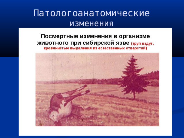 Патологоанатомические изменения 