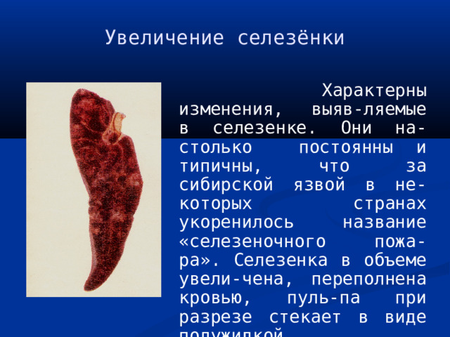 Увеличение селезёнки  Характерны изменения, выяв-ляемые в селезенке. Они на-столько постоянны и типичны, что за сибирской язвой в не-которых странах укоренилось название «селезеночного пожа-ра». Селезенка в объеме увели-чена, переполнена кровью, пуль-па при разрезе стекает в виде полужидкой дегтеобразной мас-сы. 