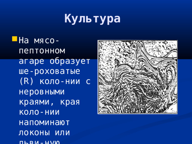 Культура На мясо-пептонном агаре образует ше-роховатые (R) коло-нии с неровными краями, края коло-нии напоминают локоны или льви-ную гриву. 