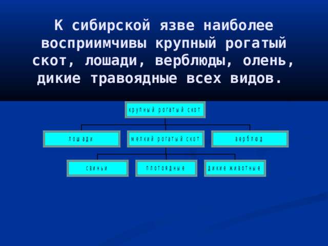 К сибирской язве наиболее восприимчивы крупный рогатый скот, лошади, верблюды, олень, дикие травоядные всех видов.  