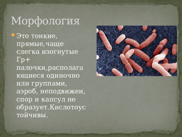 Морфология Это тонкие, прямые,чаще слегка изогнутые Гр+ палочки,располагающиеся одиночно или группами, аэроб, неподвижен, спор и капсул не образует.Кислотоустойчивы. 