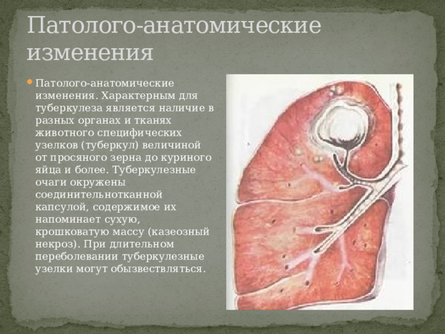 Патолого-анатомические изменения Патолого-анатомические изменения. Характерным для туберкулеза является наличие в разных органах и тканях животного специфических узелков (туберкул) величиной от просяного зерна до куриного яйца и более. Туберкулезные очаги окружены соединительнотканной капсулой, содержимое их напоминает сухую, крошковатую массу (казеозный некроз). При длительном переболевании туберкулезные узелки могут обызвествляться. 