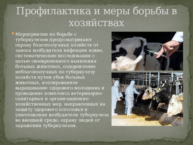 Профилактика и меры борьбы в хозяйствах Мероприятия по борьбе с туберкулезом предусматривают охрану благополучных хозяйств от заноса возбудителя инфекции извне, систематические исследования с целью своевременного выявления больных животных, оздоровление неблагополучных по туберкулезу хозяйств путем убоя больных животных, изолированное выращивание здорового молодняка и проведение комплекса ветеринарно-санитарных и организационно-хозяйственных мер, направленных на защиту здорового поголовья и уничтожение возбудителя туберкулеза во внешней среде; охрану людей от заражения туберкулезом. 
