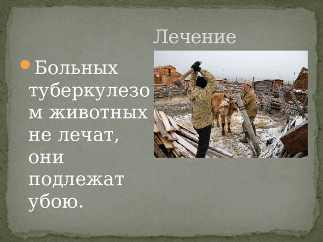  Лечение Больных туберкулезом животных не лечат, они подлежат убою. 