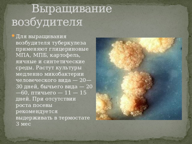  Выращивание возбудителя Для выращивания возбудителя туберкулеза применяют глицериновые МПА, МПБ, картофель, яичные и синтетические среды. Растут культуры медленно микобактерии человеческого вида — 20—30 дней, бычьего вида — 20—60, птичьего — 11 — 15 дней. При отсутствии роста посевы рекомендуется выдерживать в термостате 3 мес 