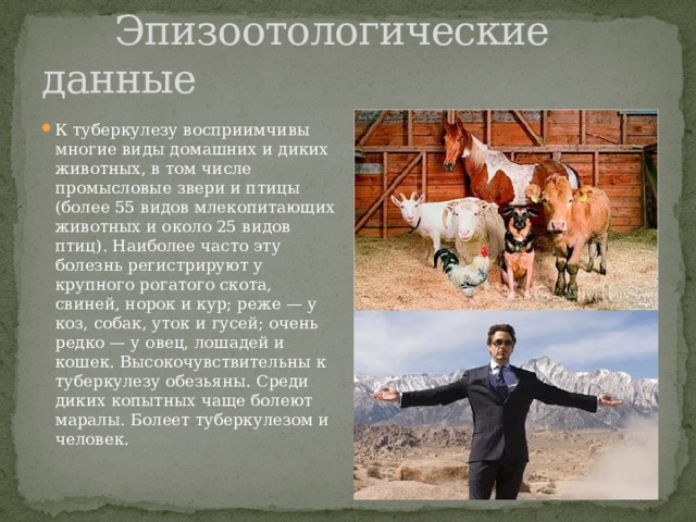  Эпизоотологические данные К туберкулезу восприимчивы многие виды домашних и диких животных, в том числе промысловые звери и птицы (более 55 видов млекопитающих животных и около 25 видов птиц). Наиболее часто эту болезнь регистрируют у крупного рогатого скота, свиней, норок и кур; реже — у коз, собак, уток и гусей; очень редко — у овец, лошадей и кошек. Высокочувствительны к туберкулезу обезьяны. Среди диких копытных чаще болеют маралы. Болеет туберкулезом и человек. 